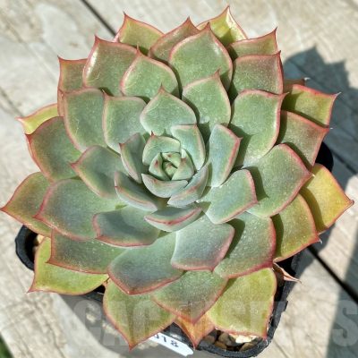 SH17018 Echeveria hybrid