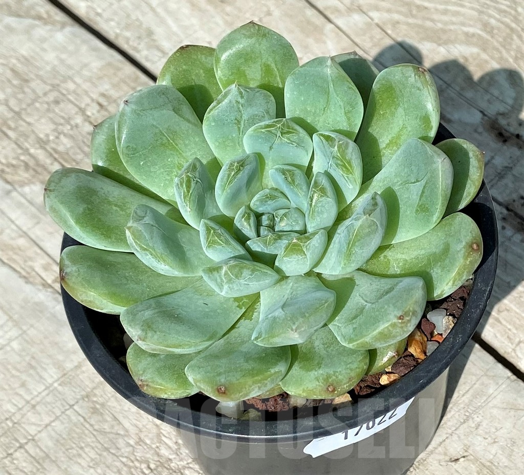 SH17022 Echeveria hybrid - Image 2