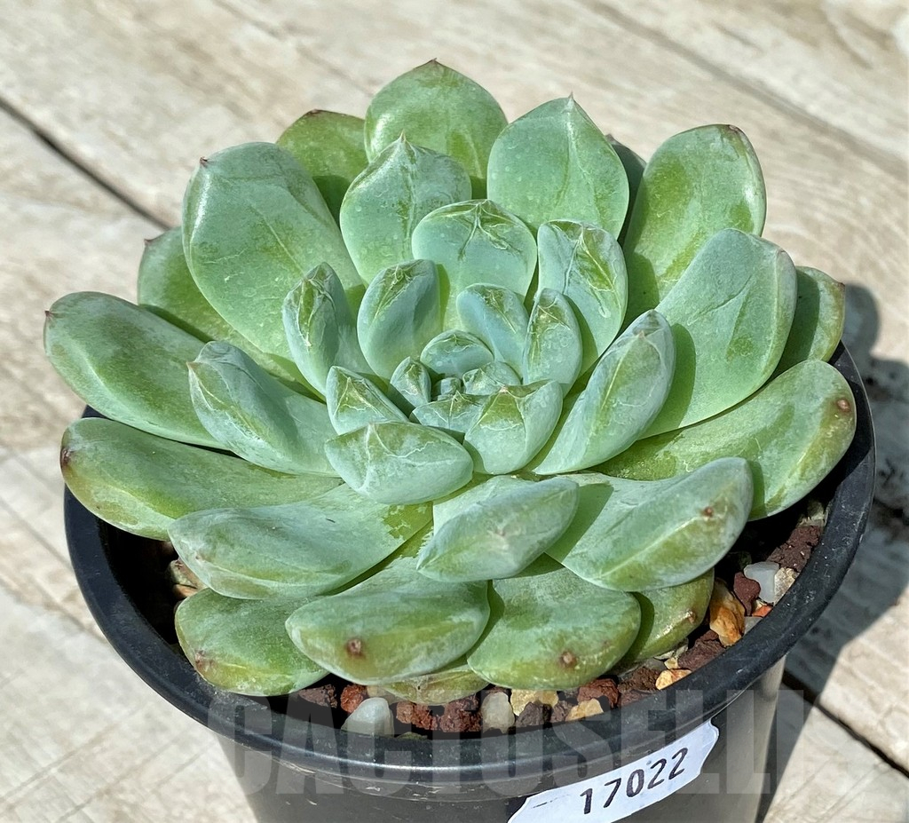 SH17022 Echeveria hybrid