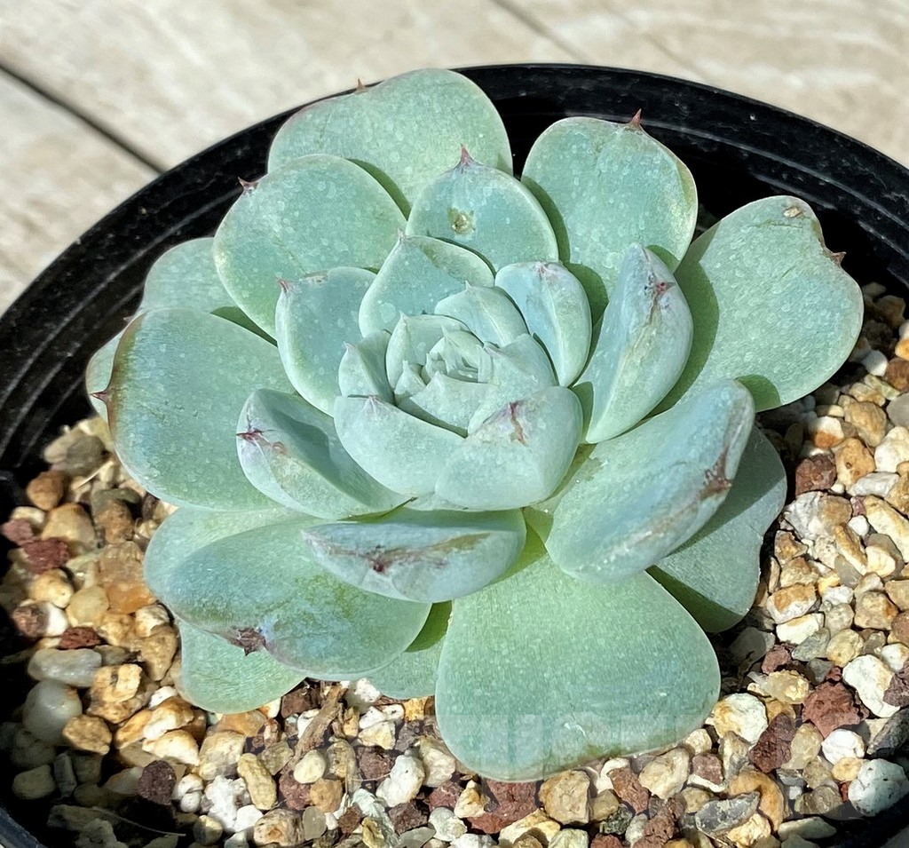 SH17023 Echeveria hybrid