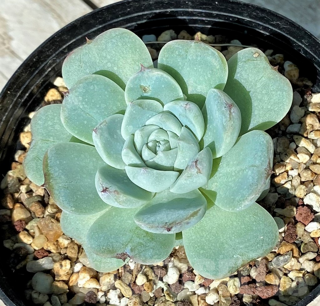 SH17023 Echeveria hybrid - Image 2