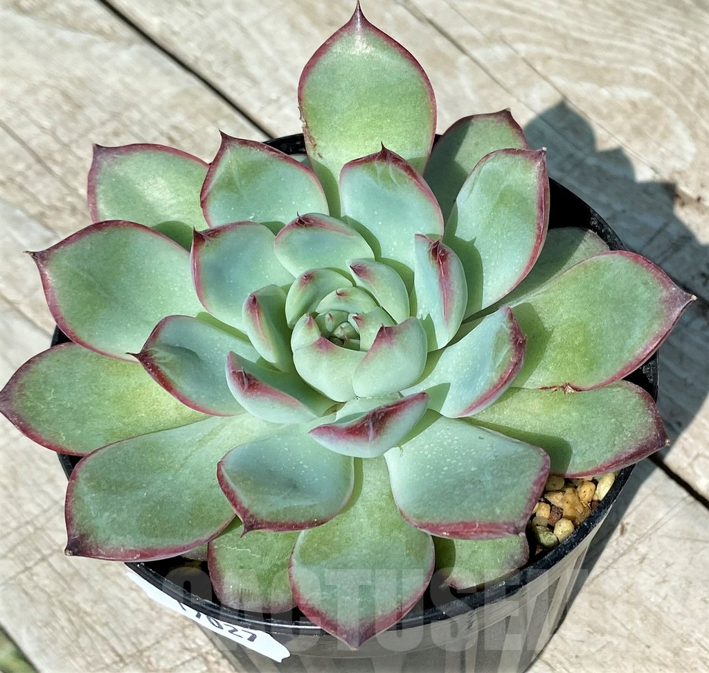 SH17027 Echeveria pulidonis hybrid - Image 2