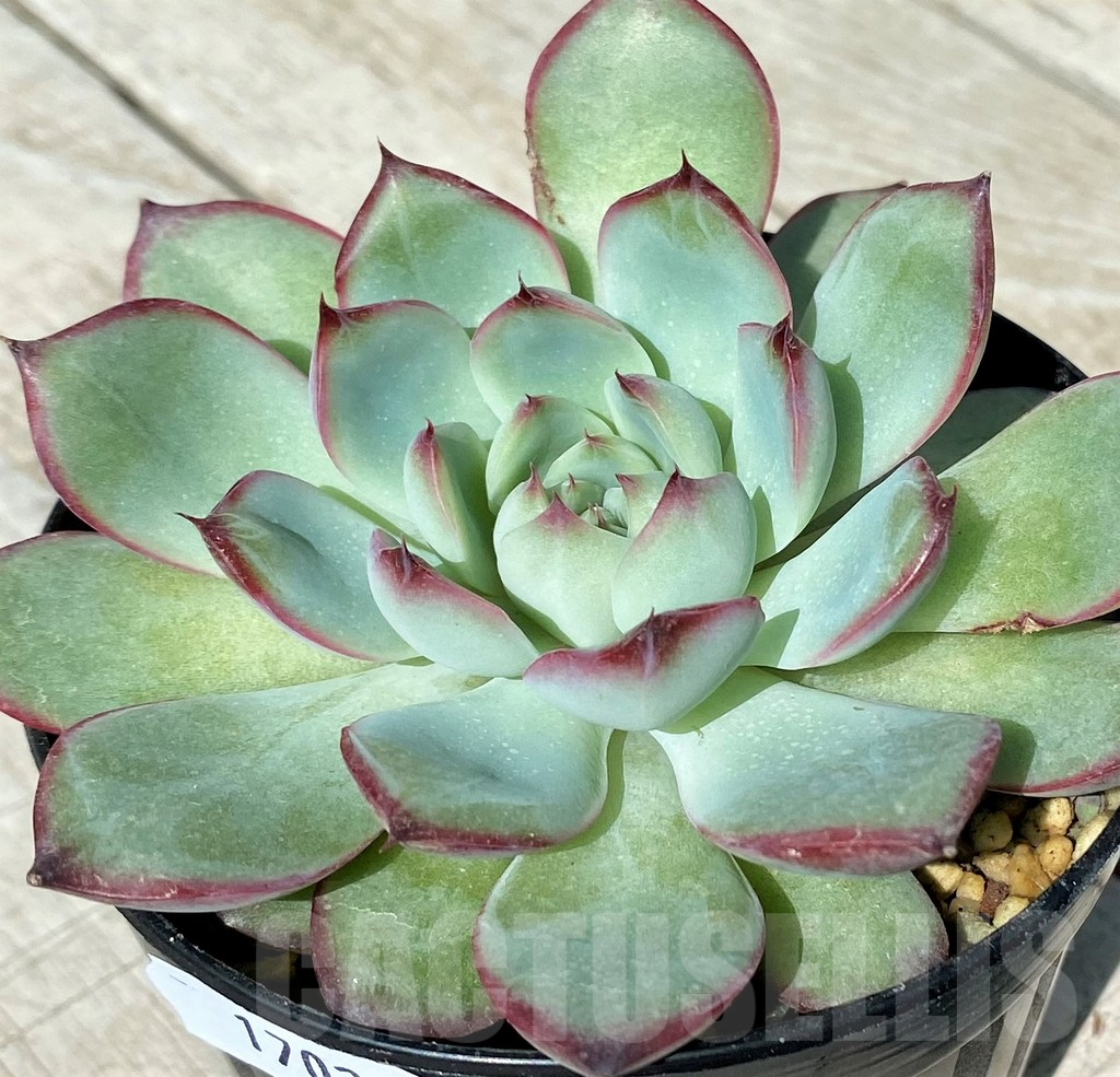 SH17027 Echeveria pulidonis hybrid