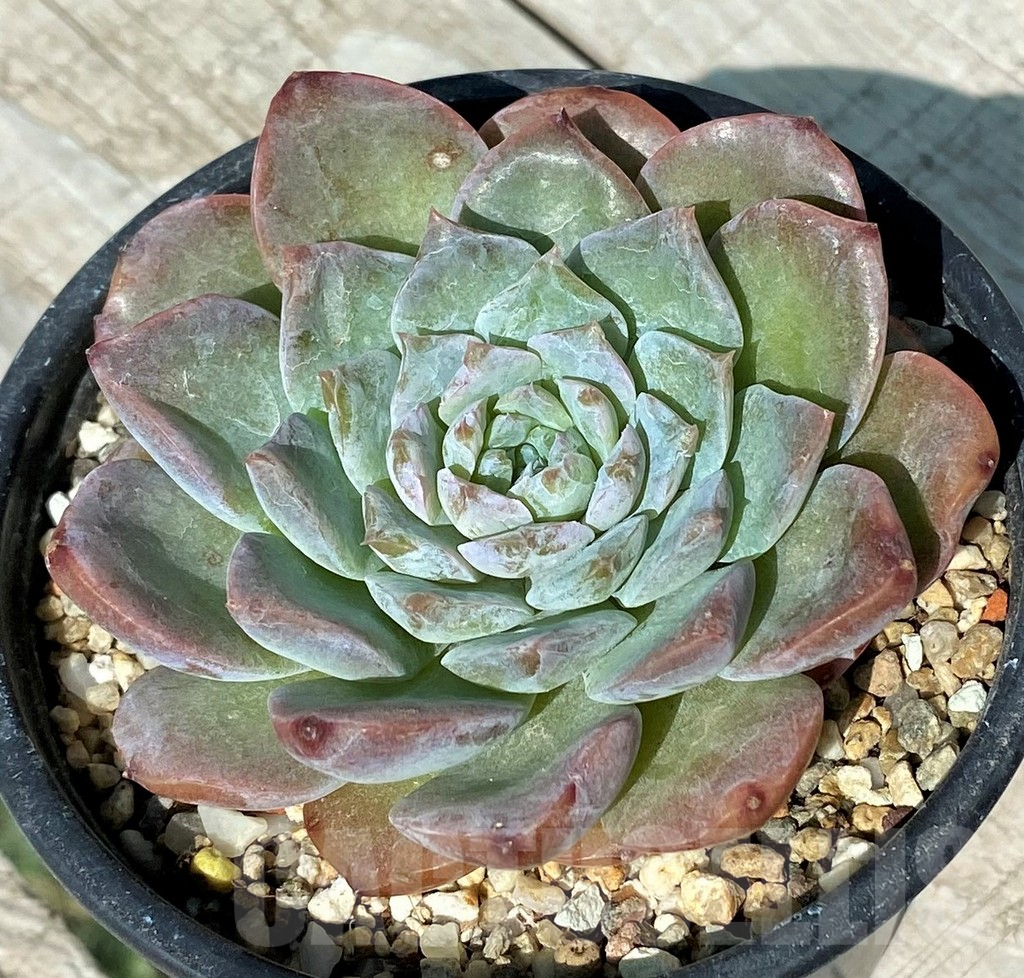 SH17029 Echeveria hybrid