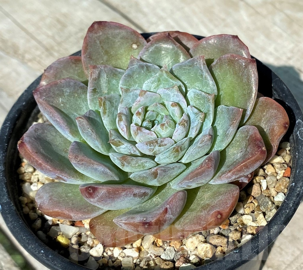 SH17029 Echeveria hybrid - Image 2