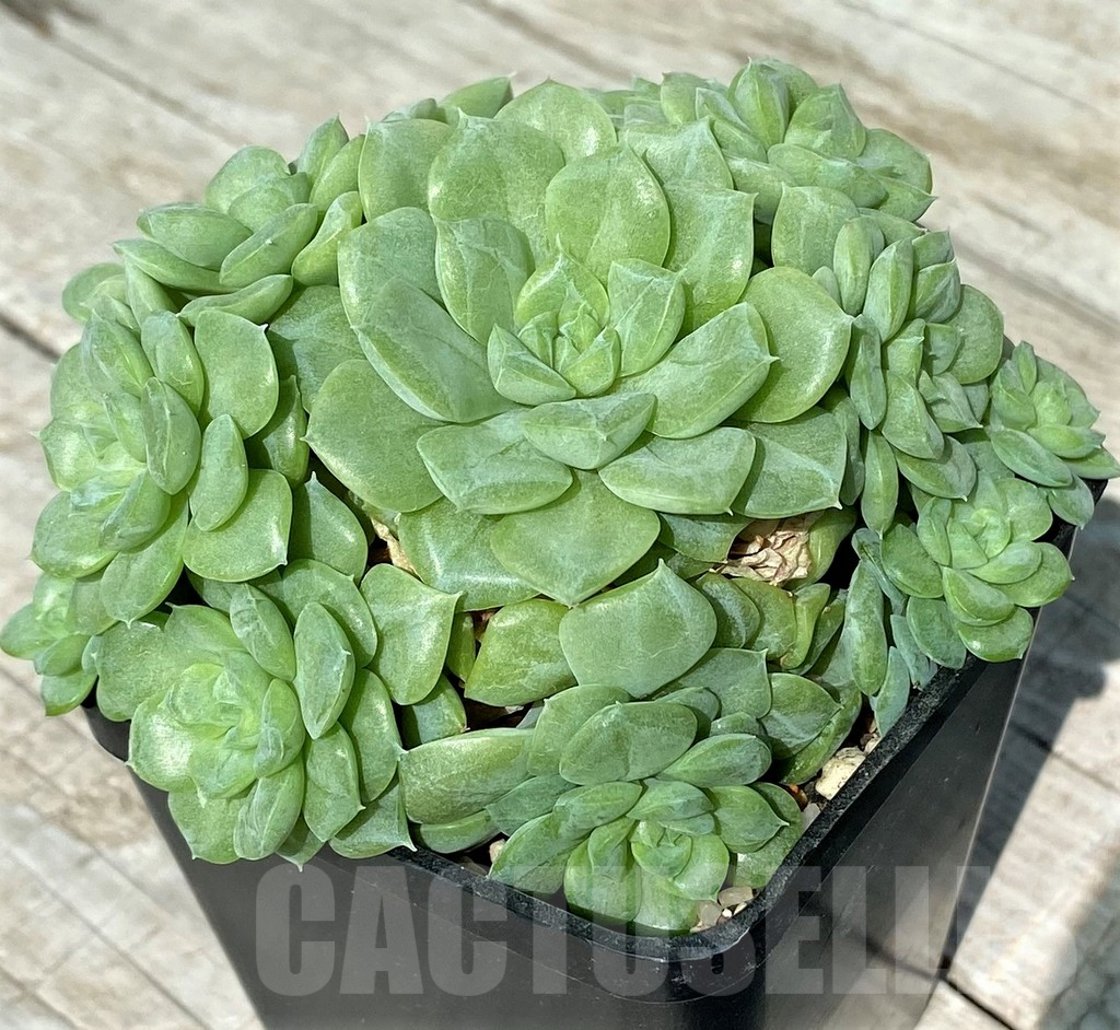 SH17030 Echeveria ‘White Swan’