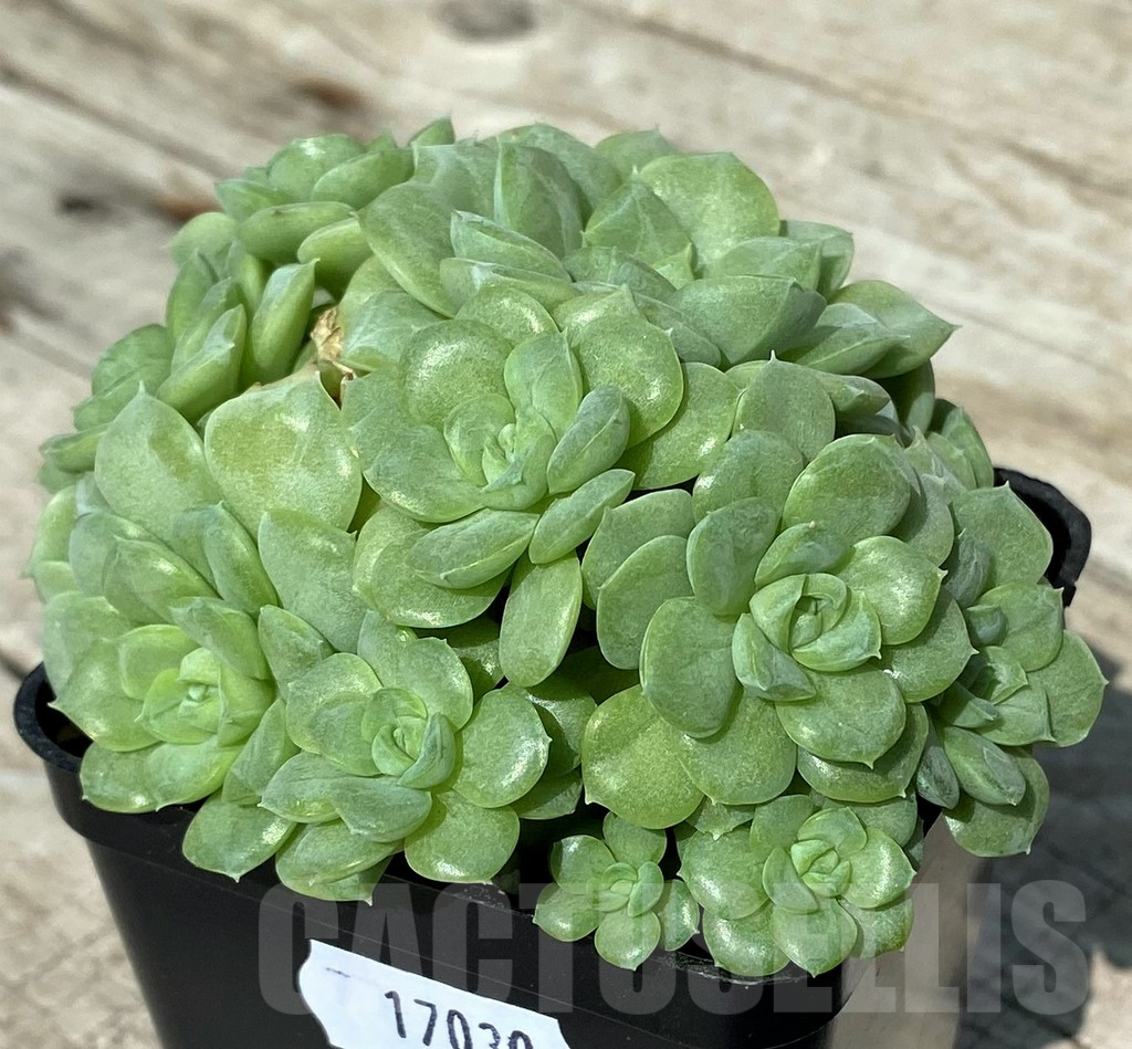 SH17030 Echeveria ‘White Swan’ - Image 2