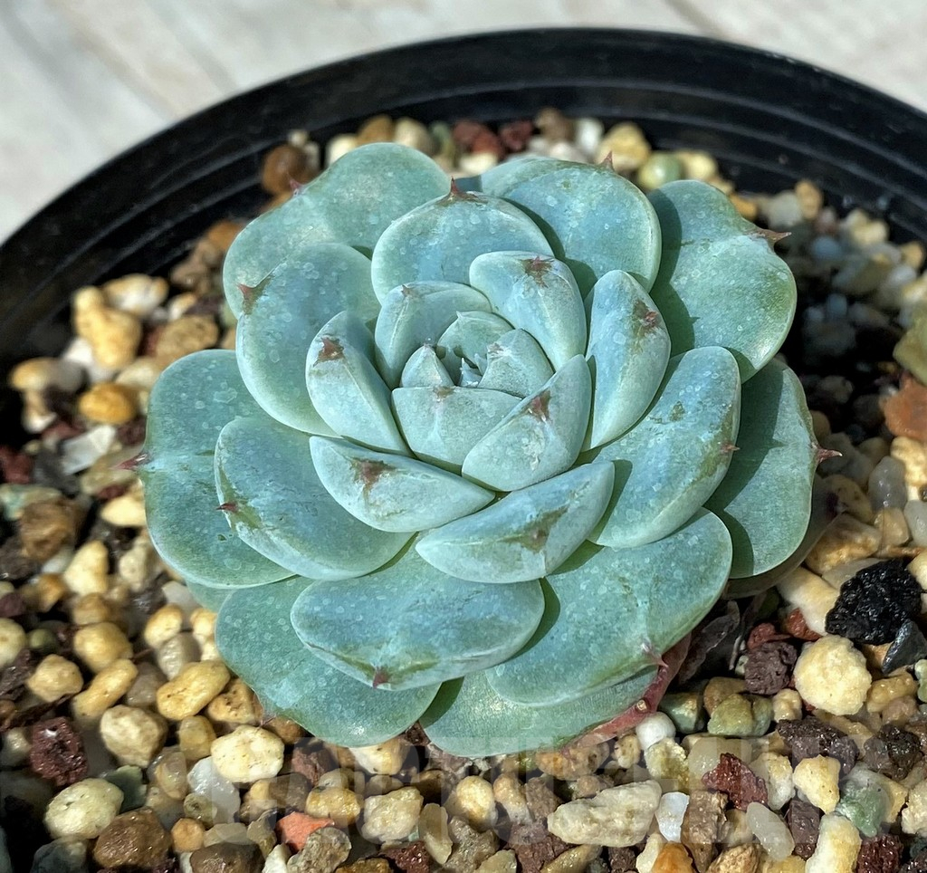 SH17007 Echeveria 'Red Velvet' - Image 2