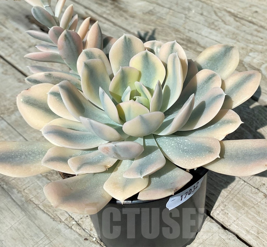SH17032 Echeveria ‘Runyonii’ f. variegata