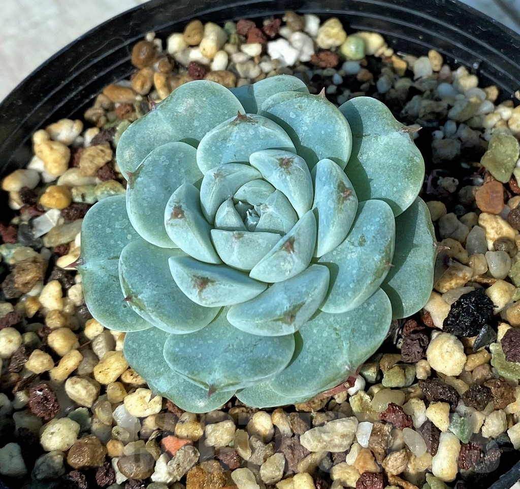 SH17007 Echeveria 'Red Velvet'