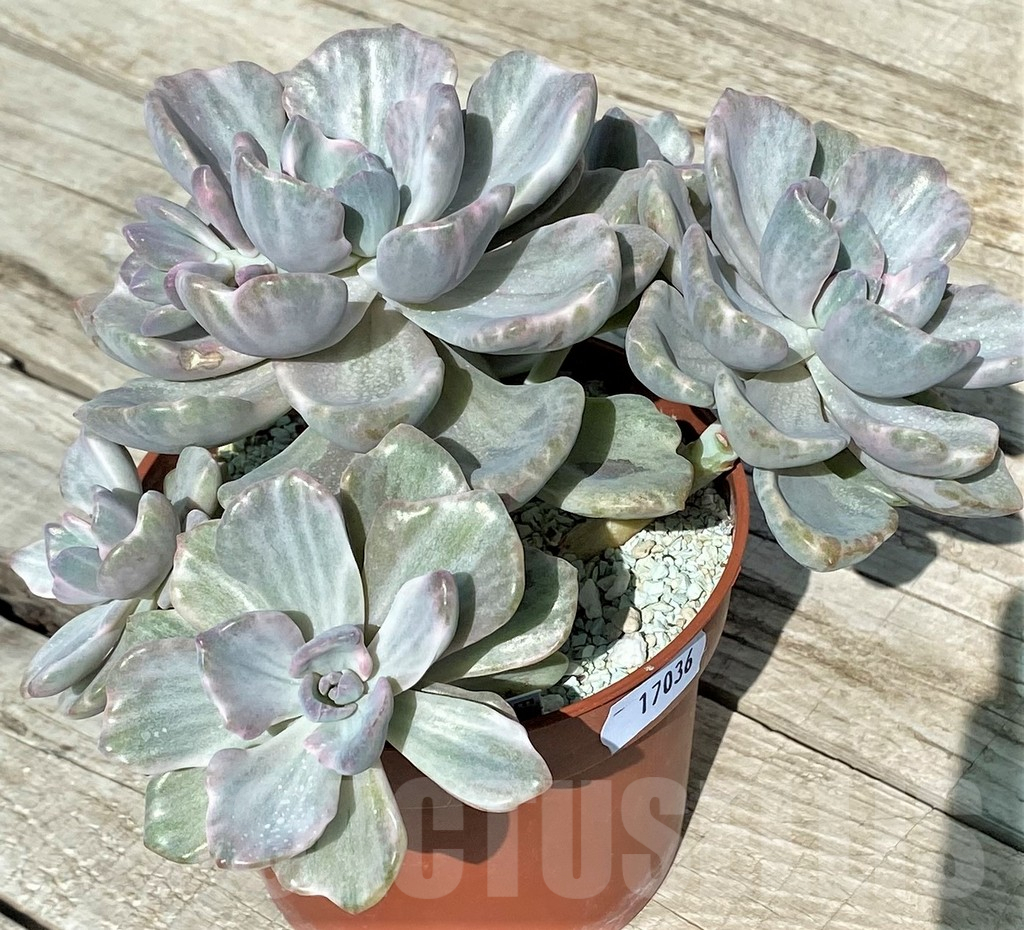 SH17036 Echeveria ‘Rainbow Candy’