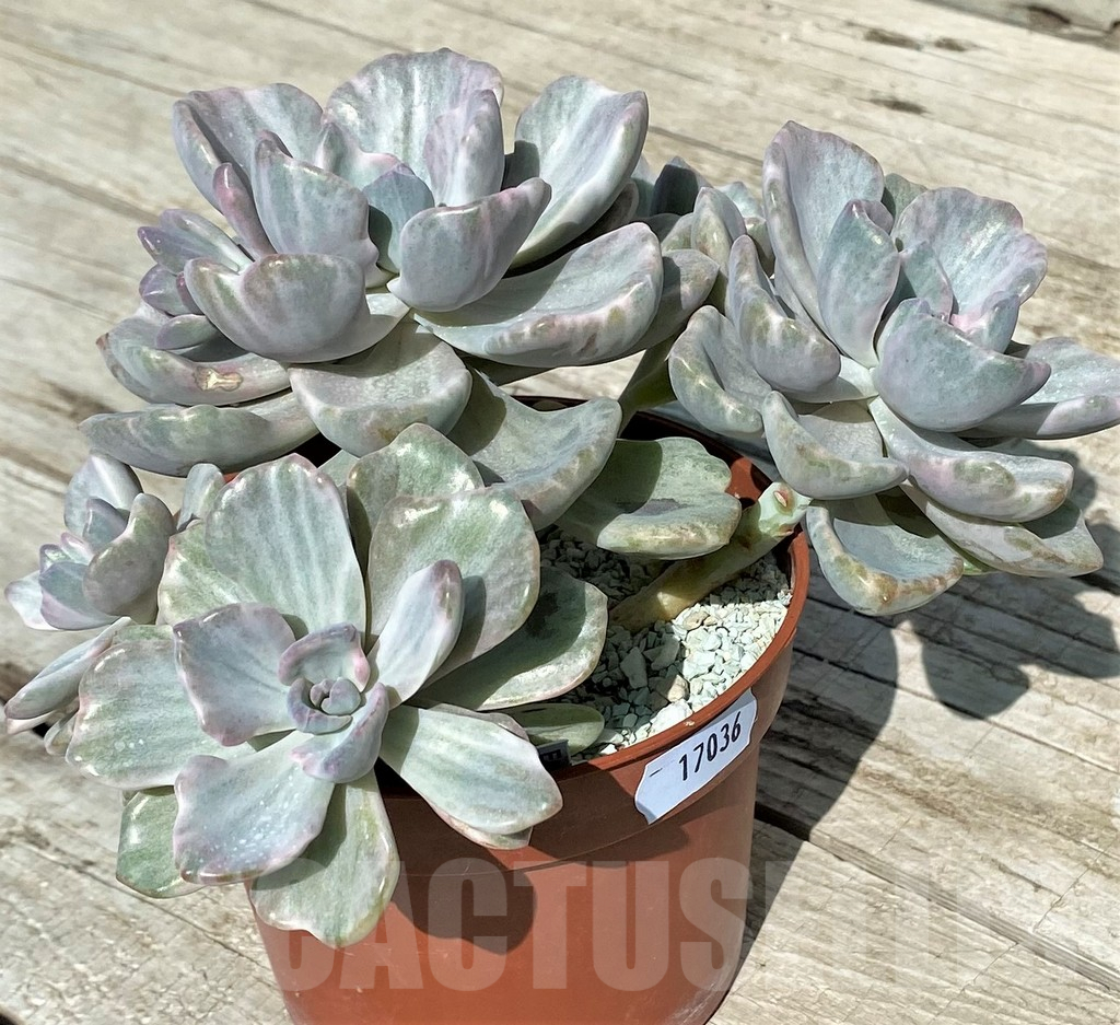 SH17036 Echeveria ‘Rainbow Candy’ - Image 2