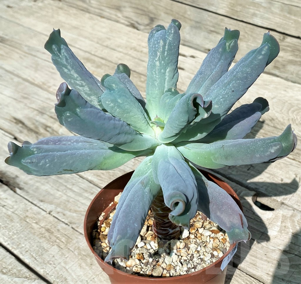 SH17038 Echeveria 'Culibra' - Image 3