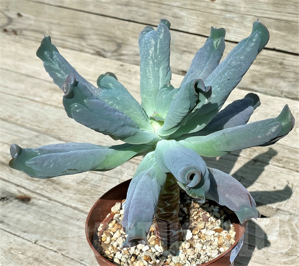 SH17038 Echeveria 'Culibra'