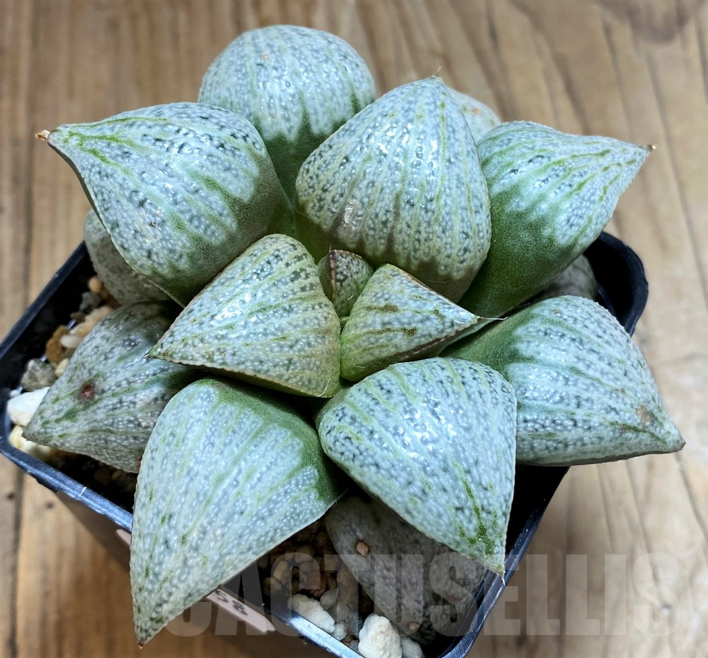 SH17158 Haworthia splendens 'Audrey'