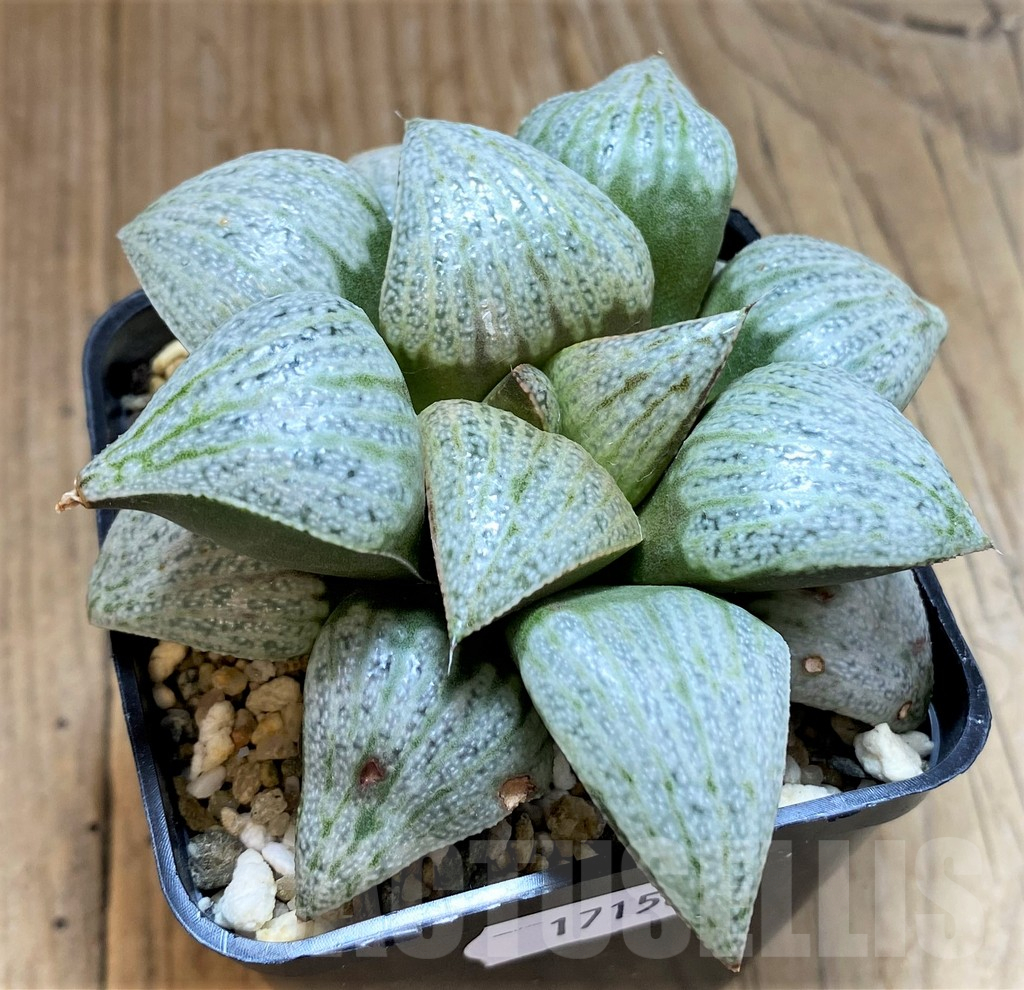SH17158 Haworthia splendens 'Audrey' - Image 2