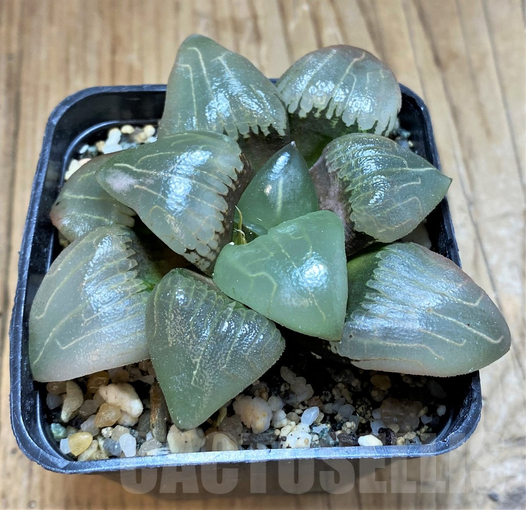 SH17159 Haworthia bayeri hybrid - Image 2