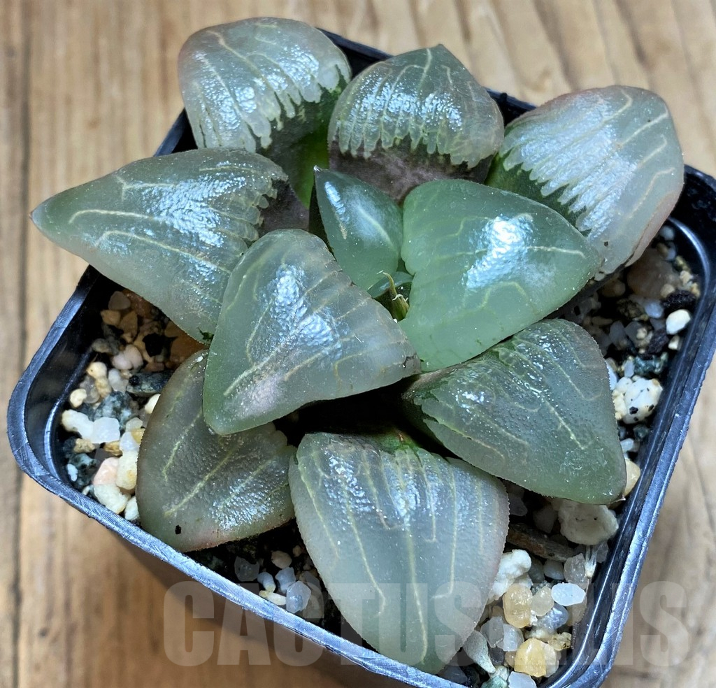 SH17159 Haworthia bayeri hybrid