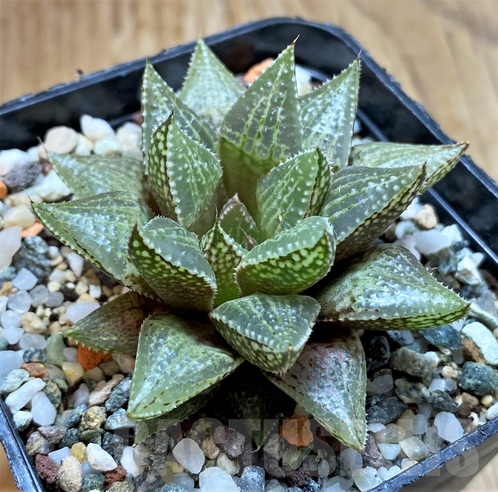 SH17160 Haworthia reticulata x bayeri - Image 2