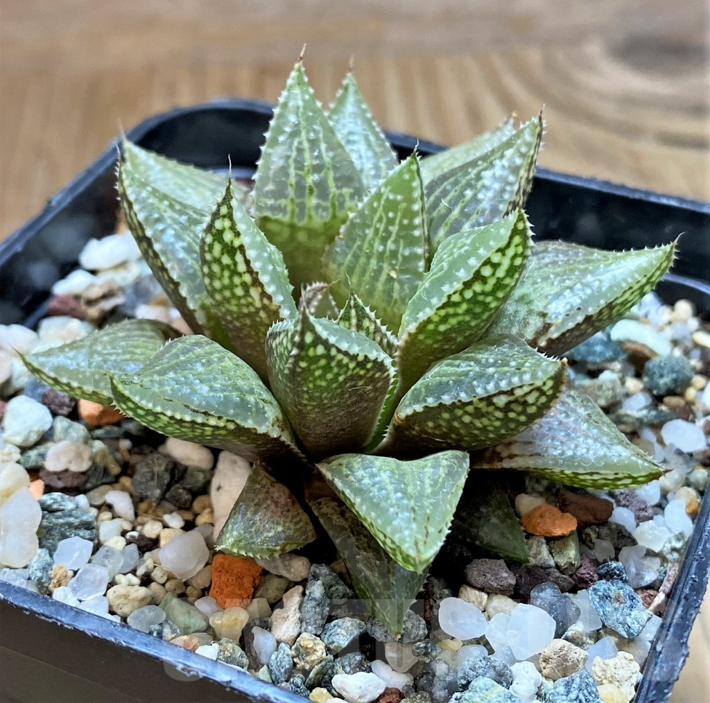 SH17160 Haworthia reticulata x bayeri