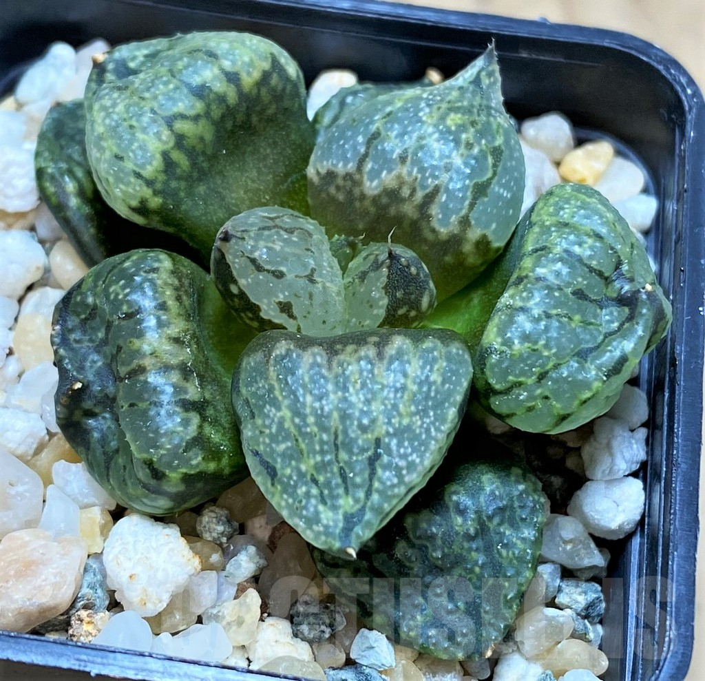 SH17128 Haworthia emelyae mutant