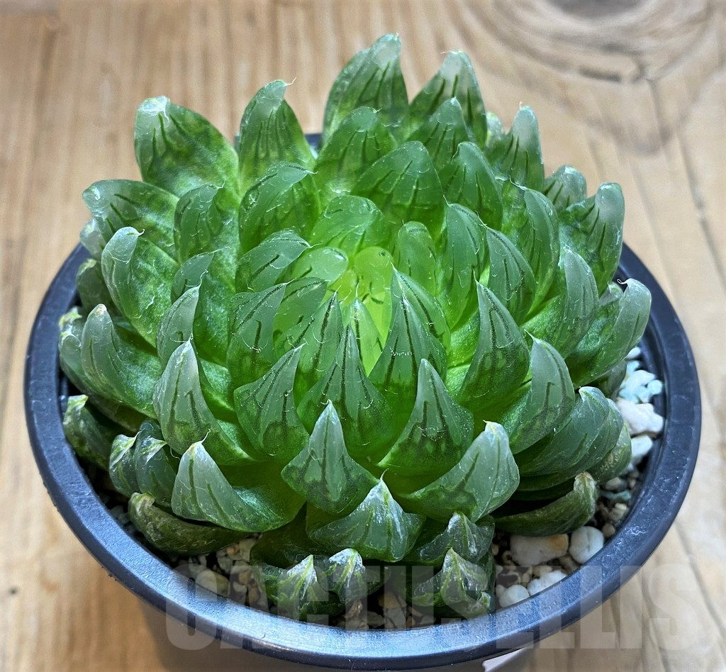 SH17163 Haworthia cooperi 'Led mutant' - Image 2