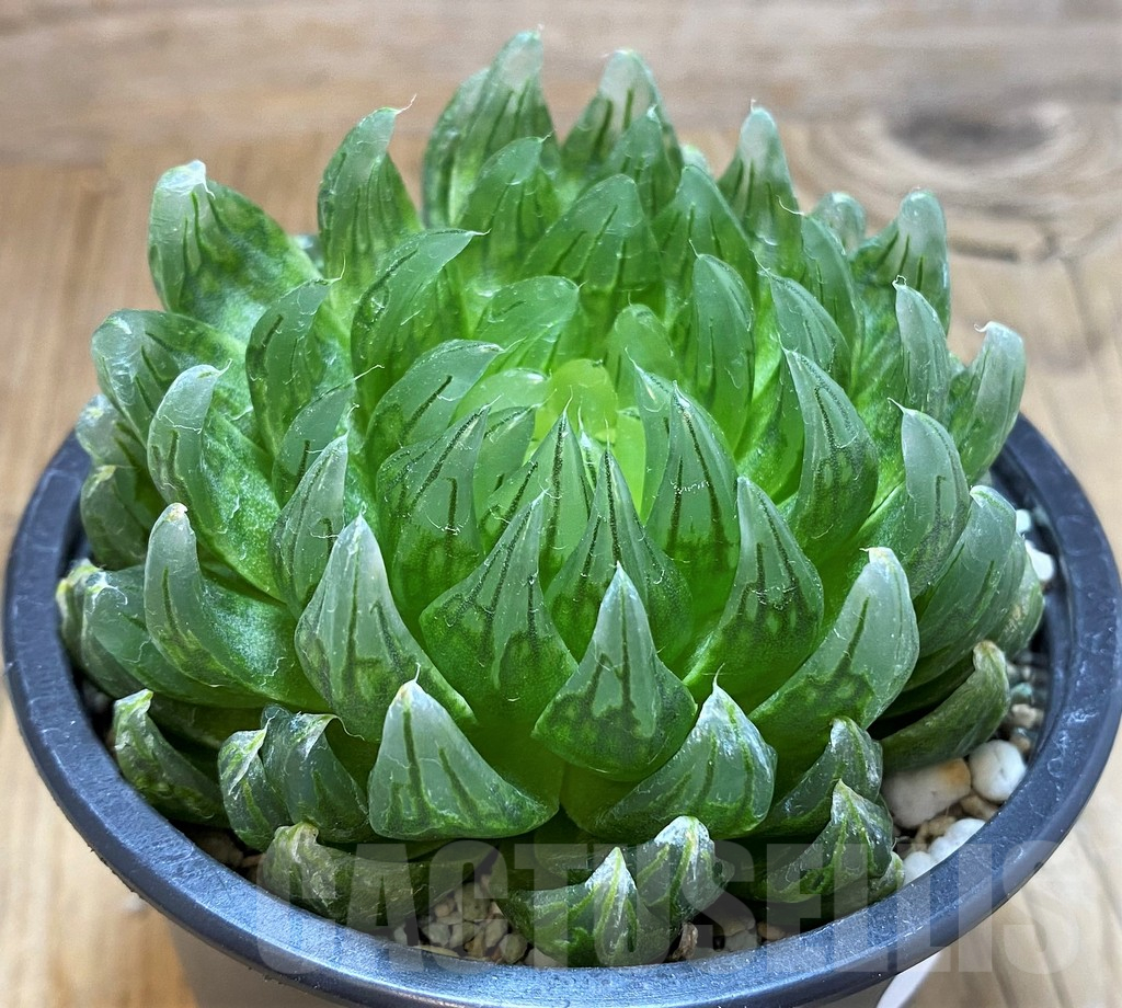 SH17163 Haworthia cooperi 'Led mutant'