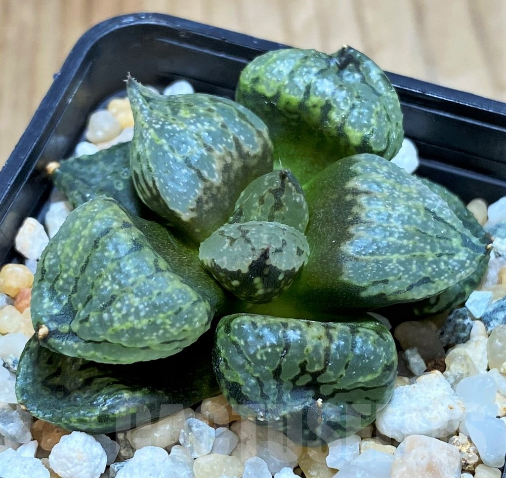 SH17128 Haworthia emelyae mutant - Image 2