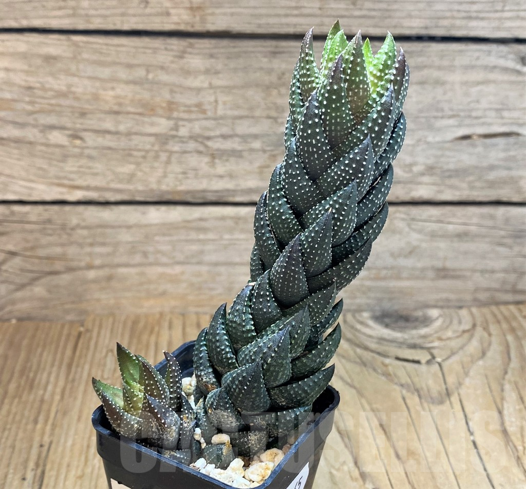 SH17165 Haworthia coarctata - Image 2