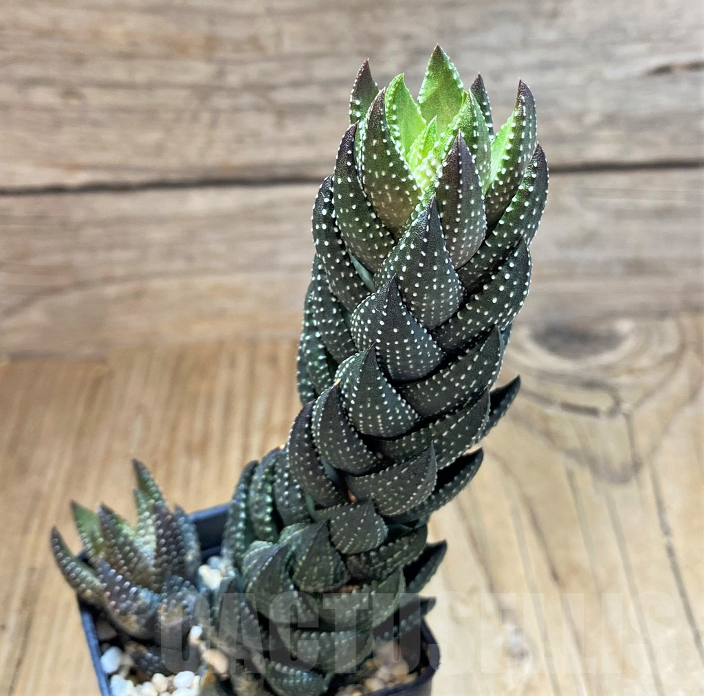 SH17165 Haworthia coarctata
