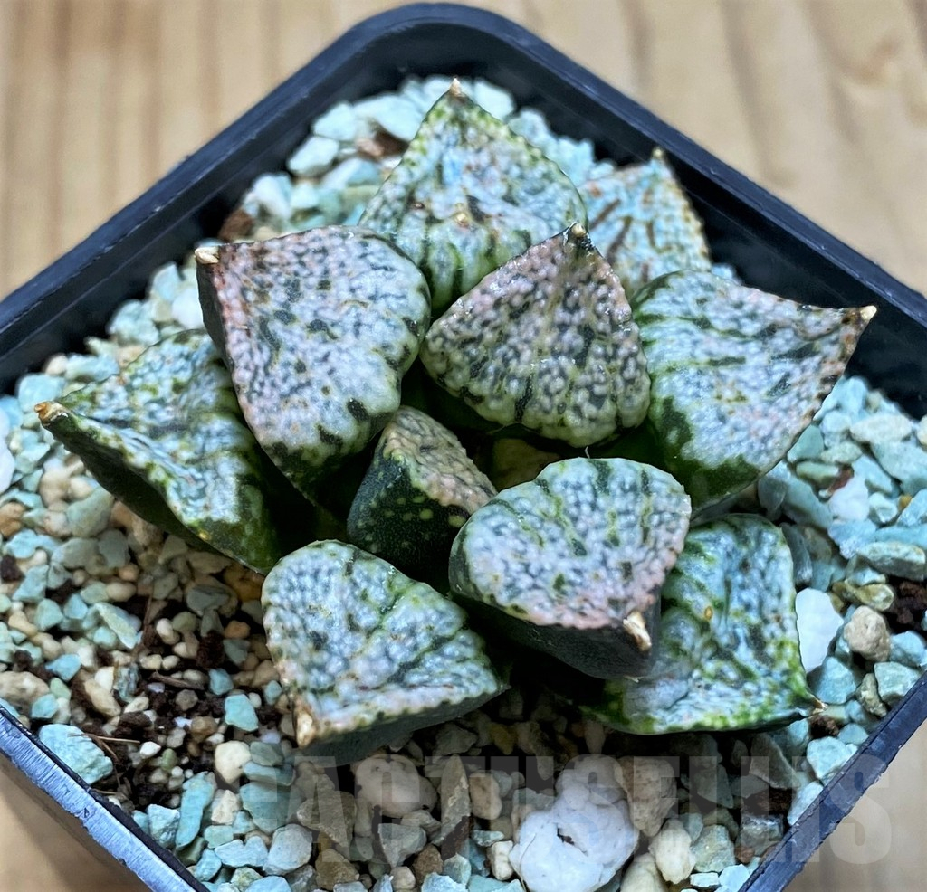 SH17174 Haworthia picta 'Pandora' - Image 2