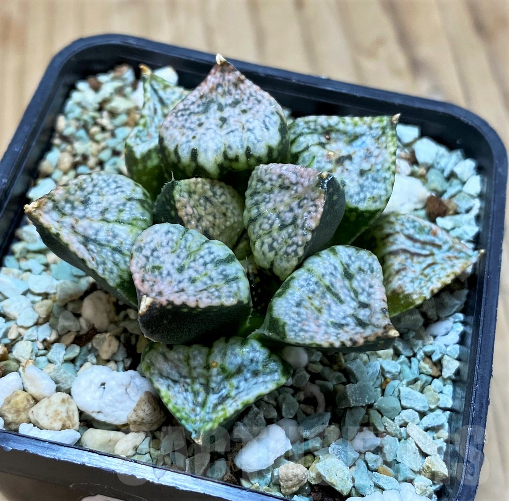 SH17174 Haworthia picta 'Pandora'
