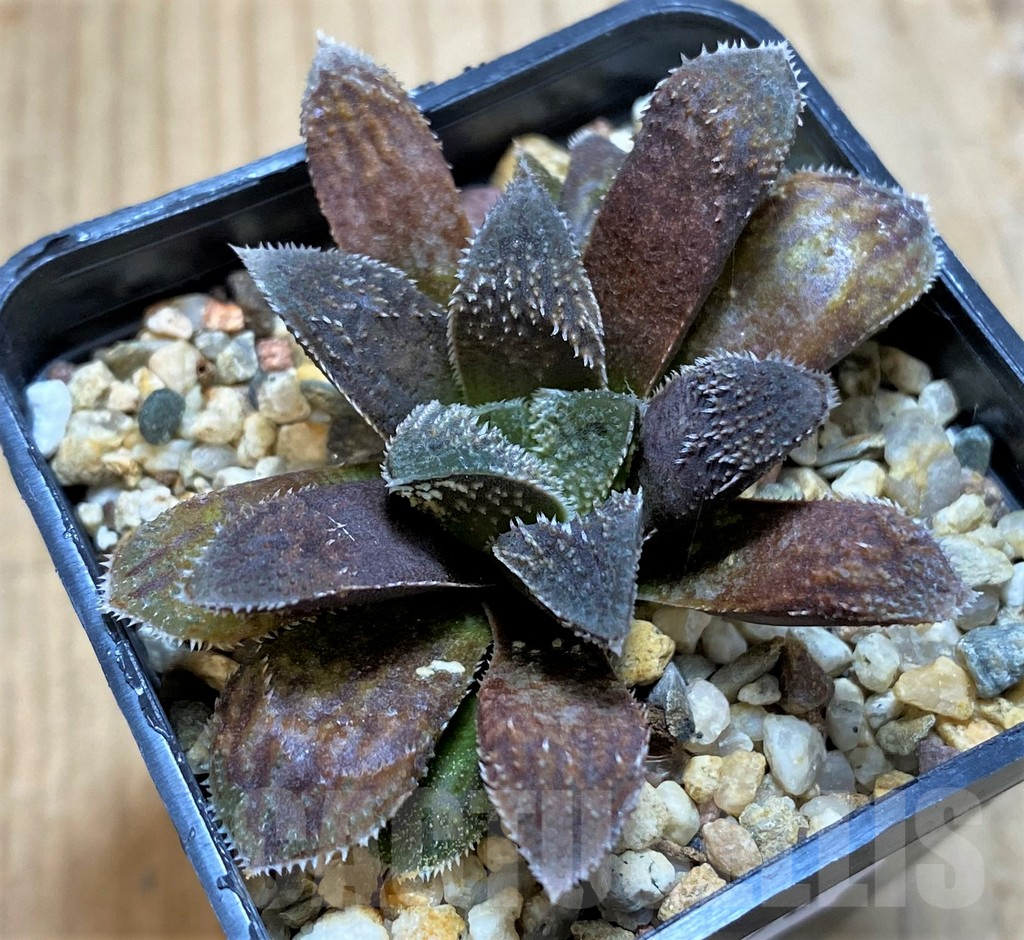 SH17176 Haworthia 'Chocolate' - Image 2