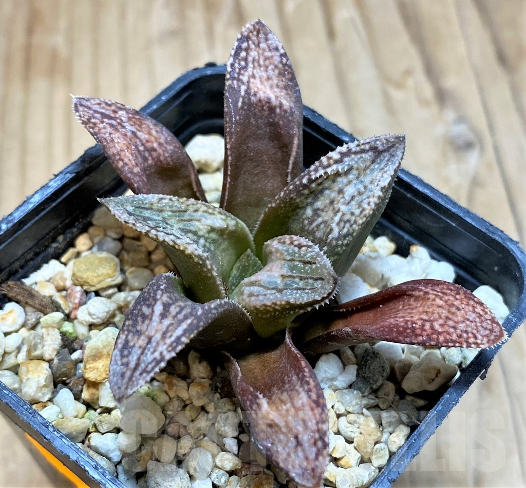 SH480 Haworthia splendens 'Hakuja' - Image 2