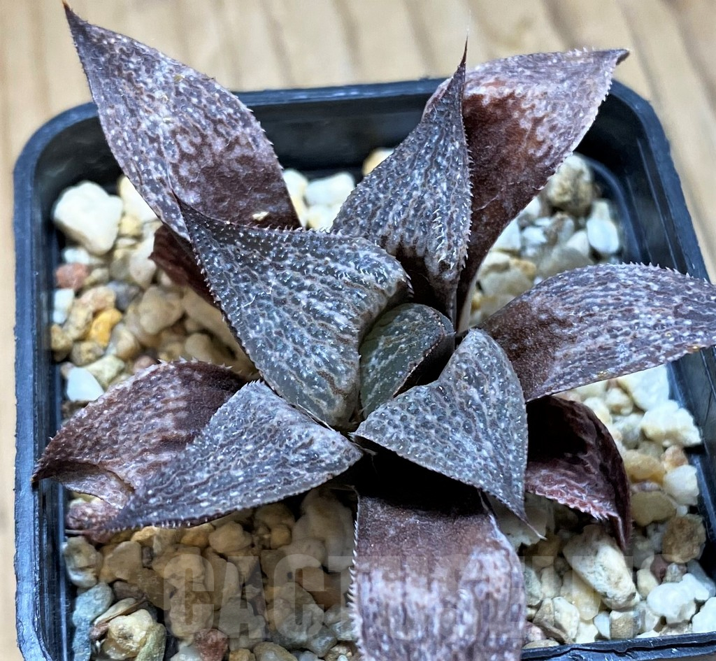 SH9339 Haworthia splendens hybrid