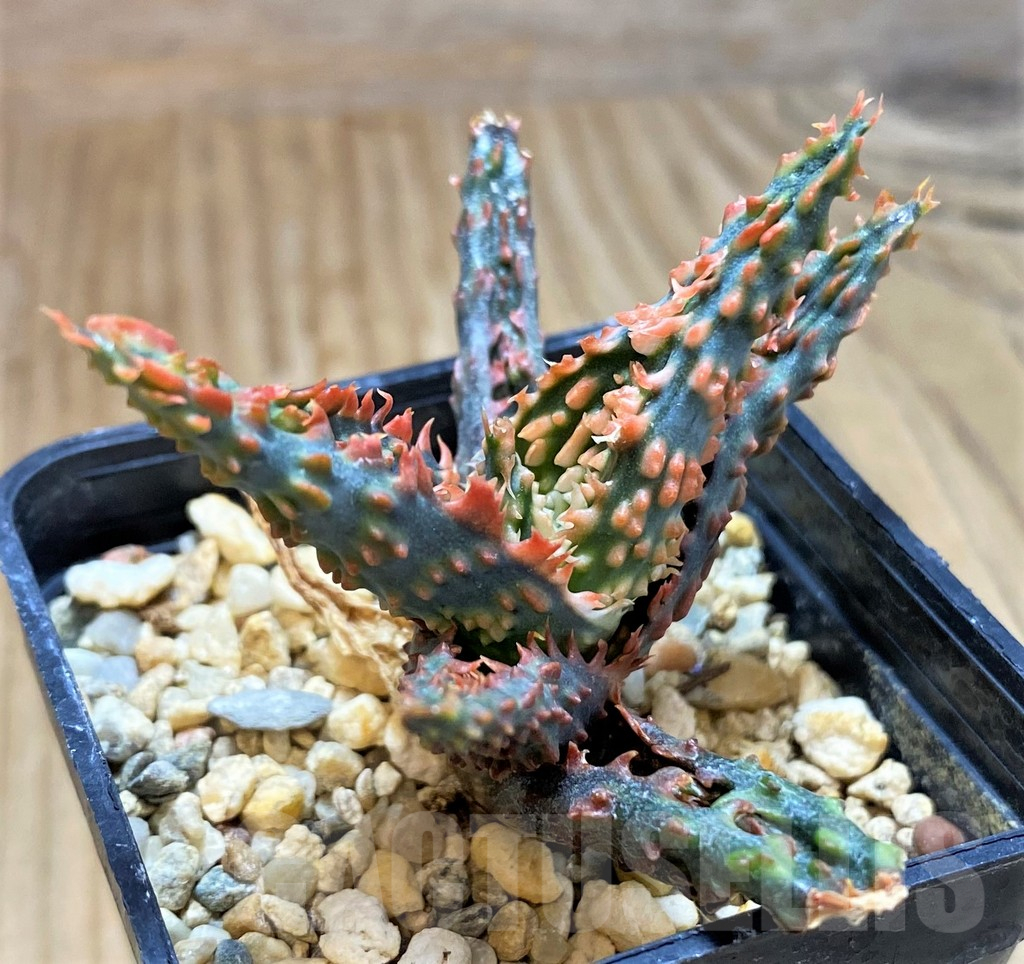 SH17177 Aloe TCT hybrid