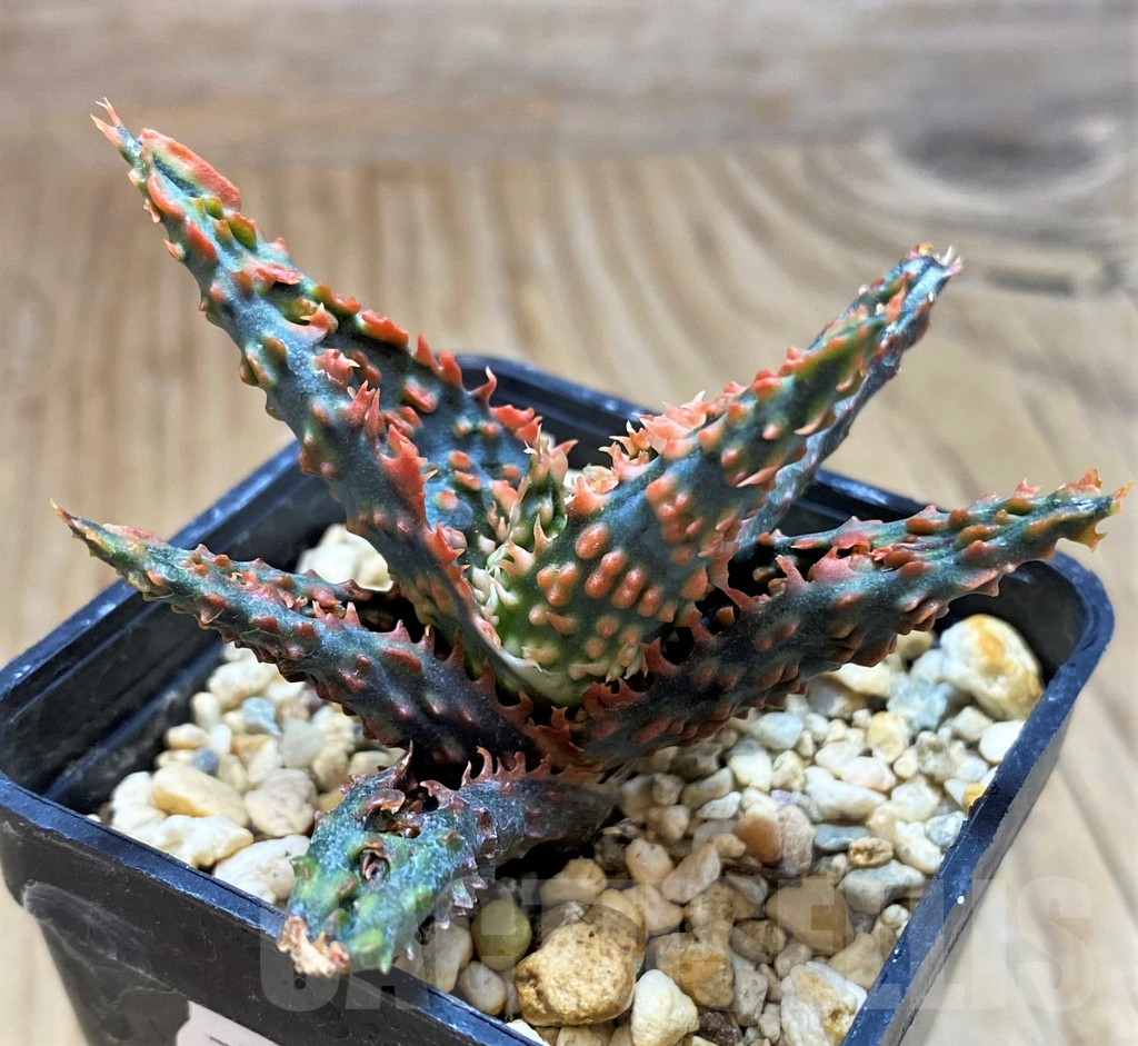 SH17177 Aloe TCT hybrid - Image 2