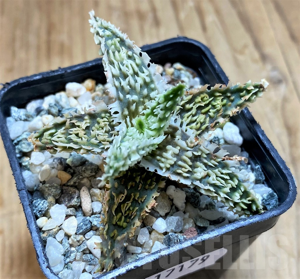 SH17179 Aloe TCT hybrid - Image 2