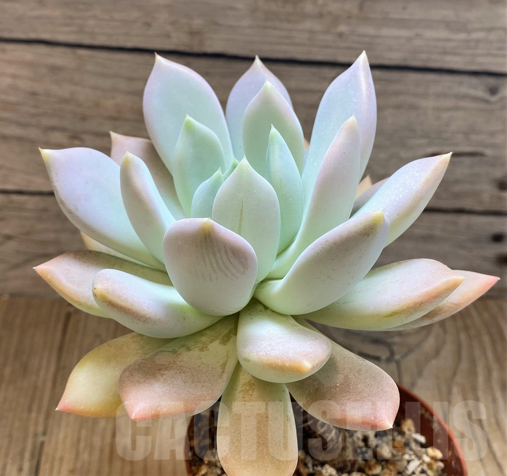 SH14373 Graptoveria 'Opalina' - Image 2