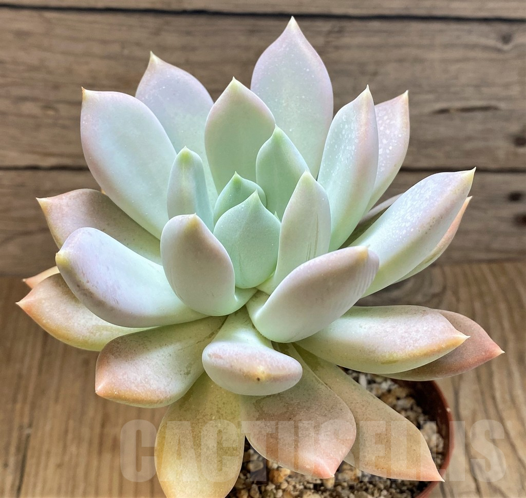 SH14373 Graptoveria 'Opalina'