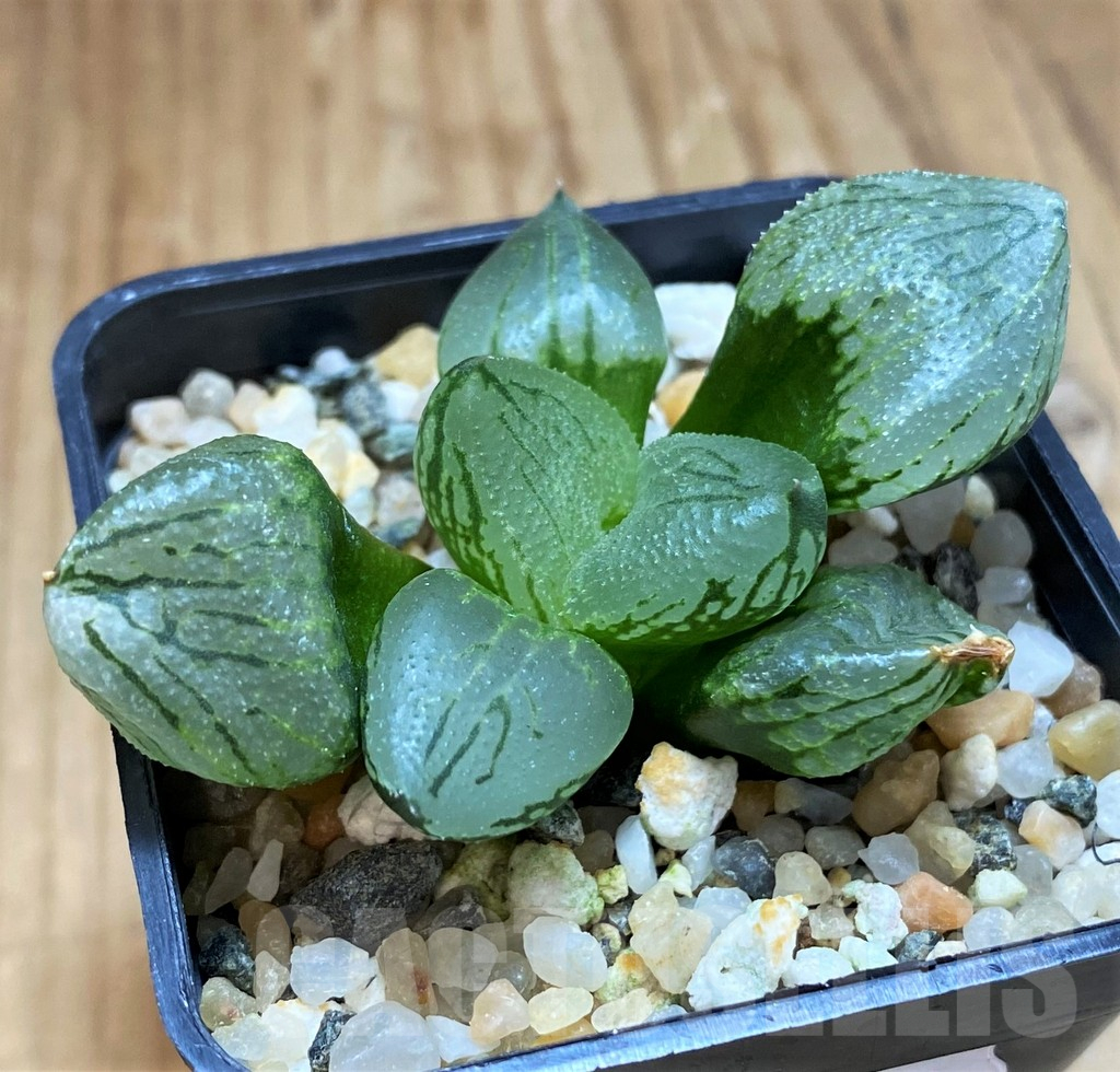 SH17137 Haworthia comptoniana mutant 'Corn Poppy' - Image 2