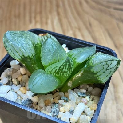 SH17137 Haworthia comptoniana mutant 'Corn Poppy'