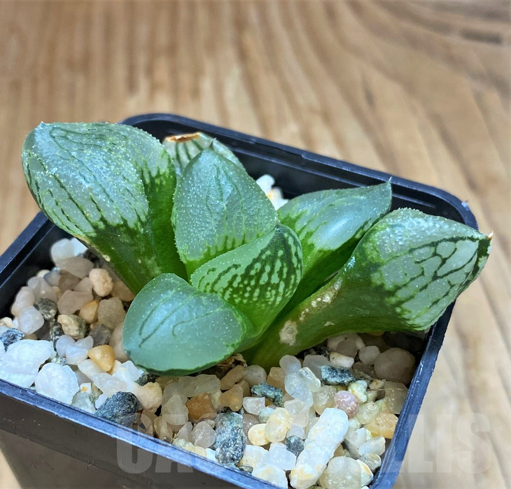 SH17137 Haworthia comptoniana mutant 'Corn Poppy'