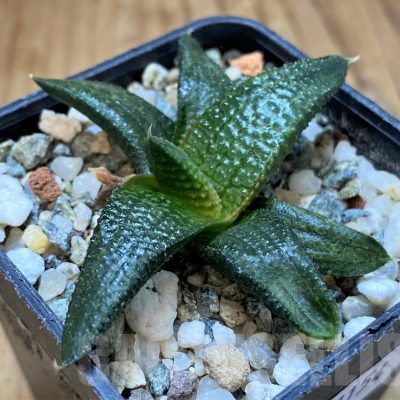 SH17154 Haworthia koelmaniorum hybrid