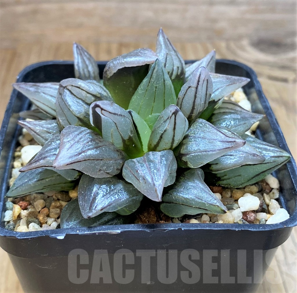 SH17156 Haworthia atrofusca 'Watermelon' - Image 2