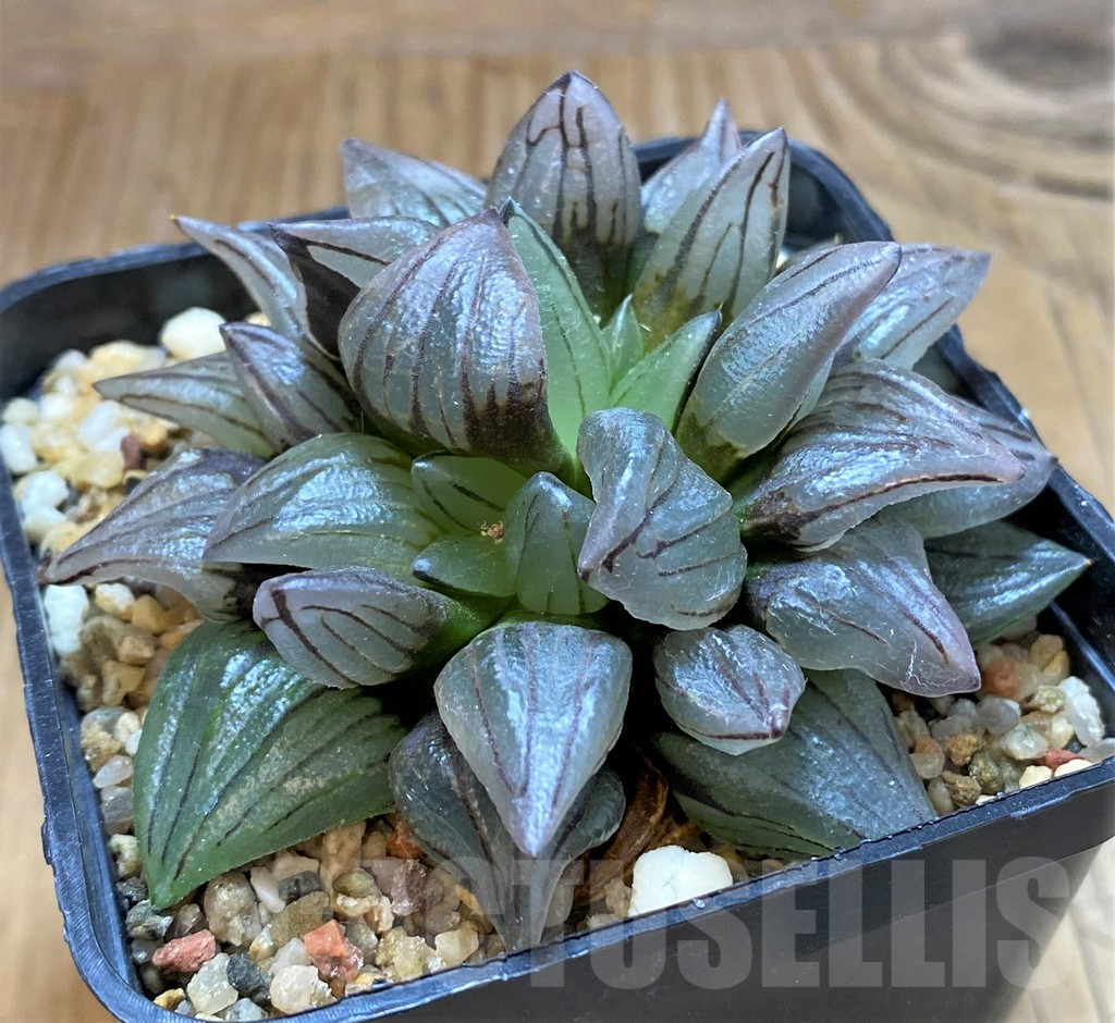 SH17156 Haworthia atrofusca 'Watermelon'
