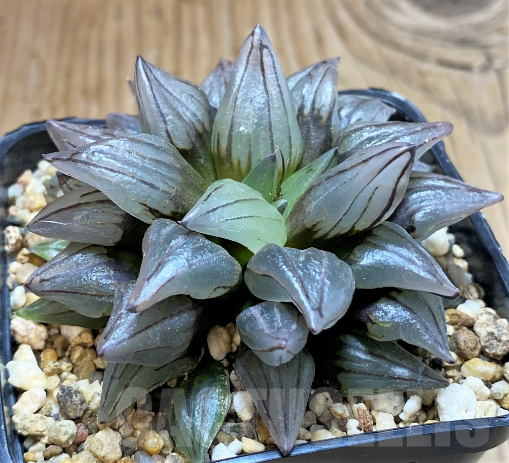 SH17157 Haworthia atrofusca 'Watermelon'