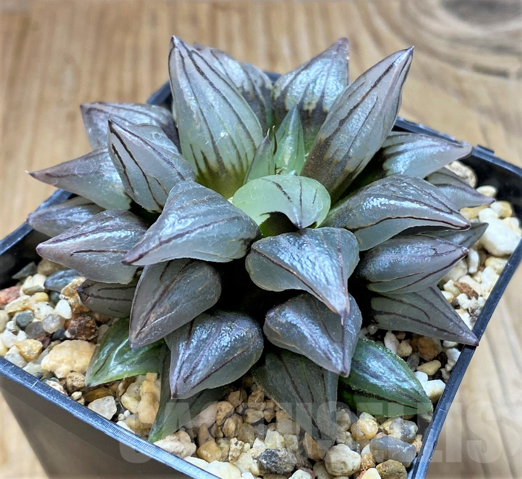 SH17157 Haworthia atrofusca 'Watermelon' - Image 2