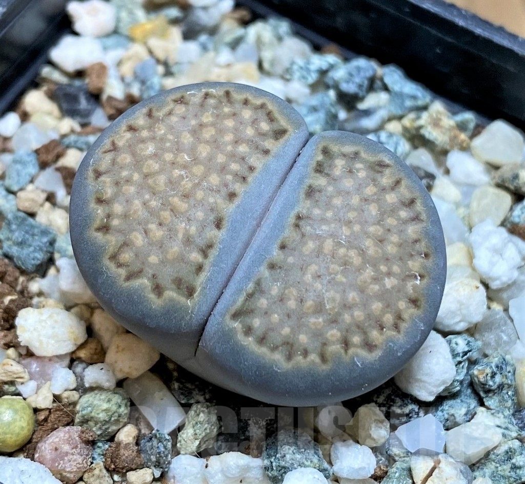 SH17246 Lithops halii