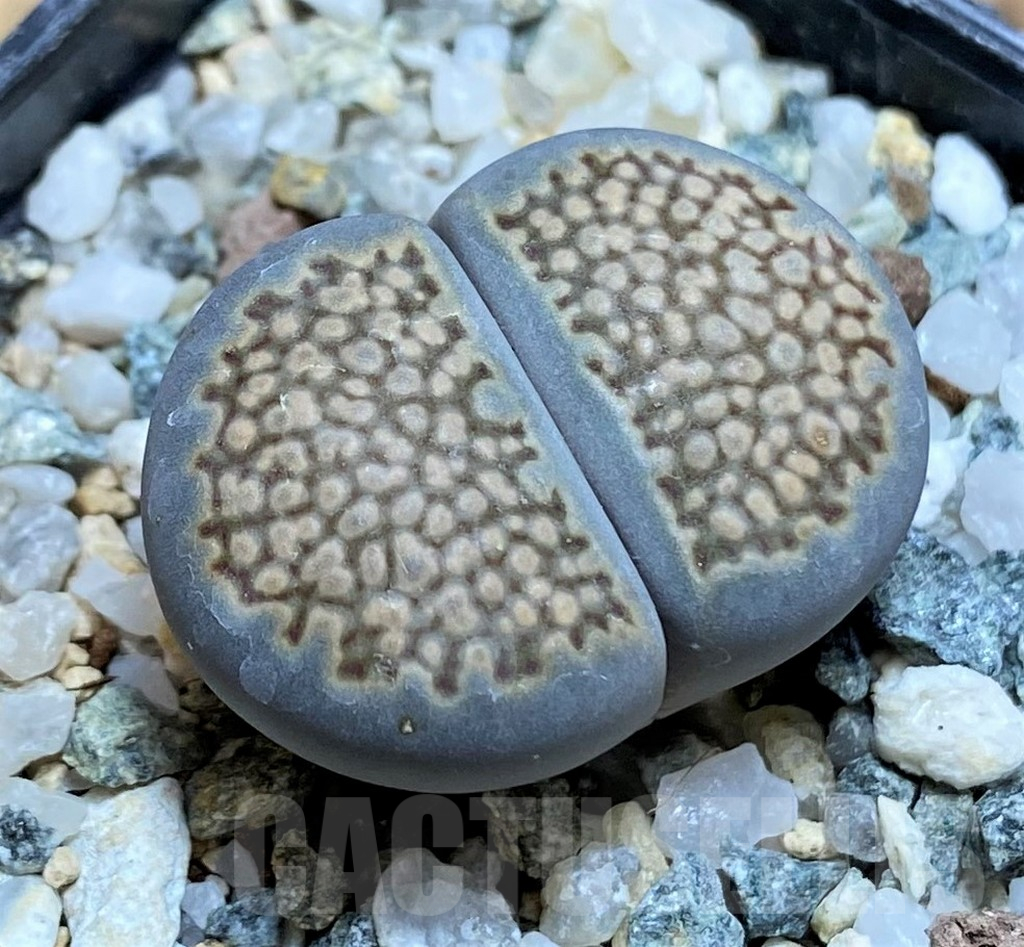 SH17247 Lithops halii